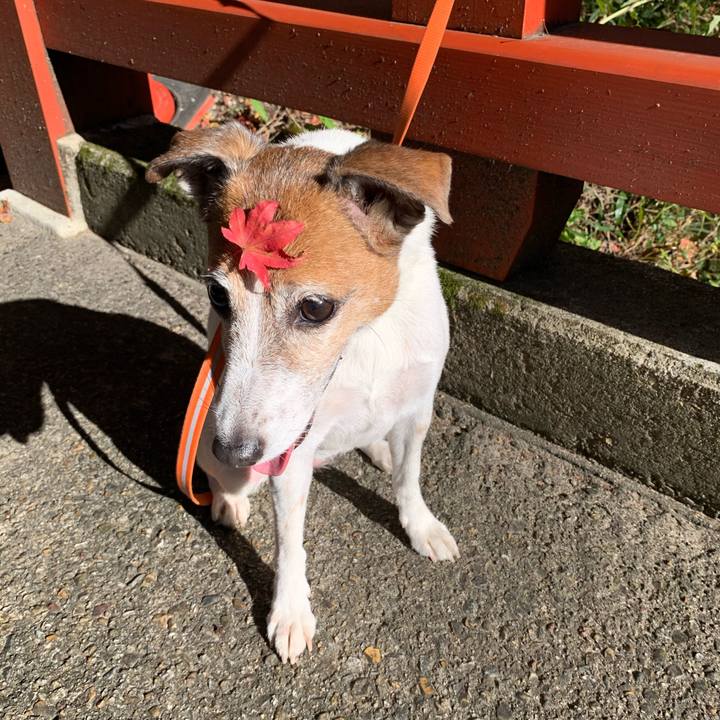 A5d51f41 06c4 42ca bcc0 ba4876ab6394 1573262928710