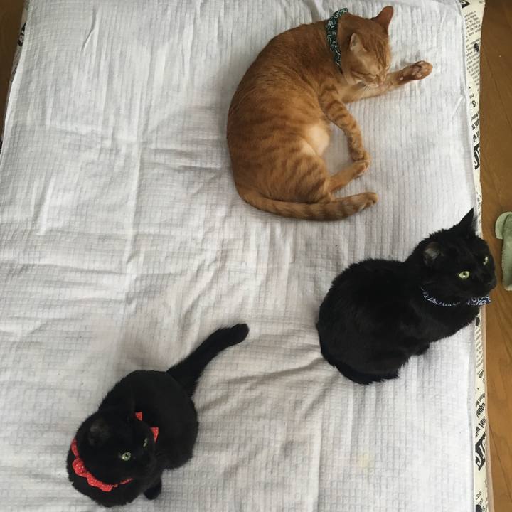 A5d54ae0 ce27 472b b439 df8522e6bf45 1550615954289