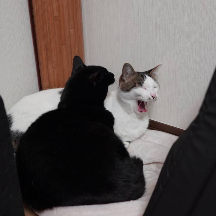 A5d77bf4 4024 4c37 9bde b09d58c5c9d7 1587475452936