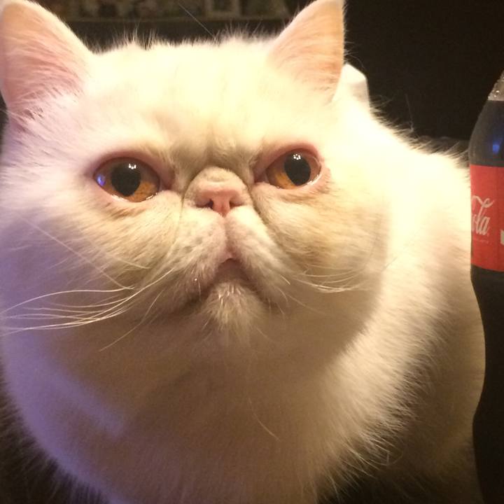 A5d96aaf b8f1 474c 8f9d 2480abee8ac2 1513247498413