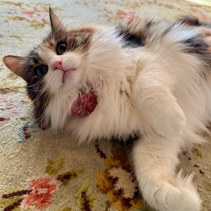 A5da8b78 b43e 41bb 87cc db4675cee83c 1768188035242