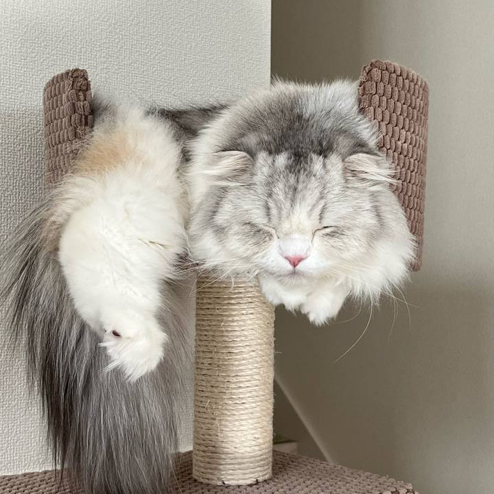 A5e1387e f4ca 477a a48c fd3d5d9e5f3d 1702433996571