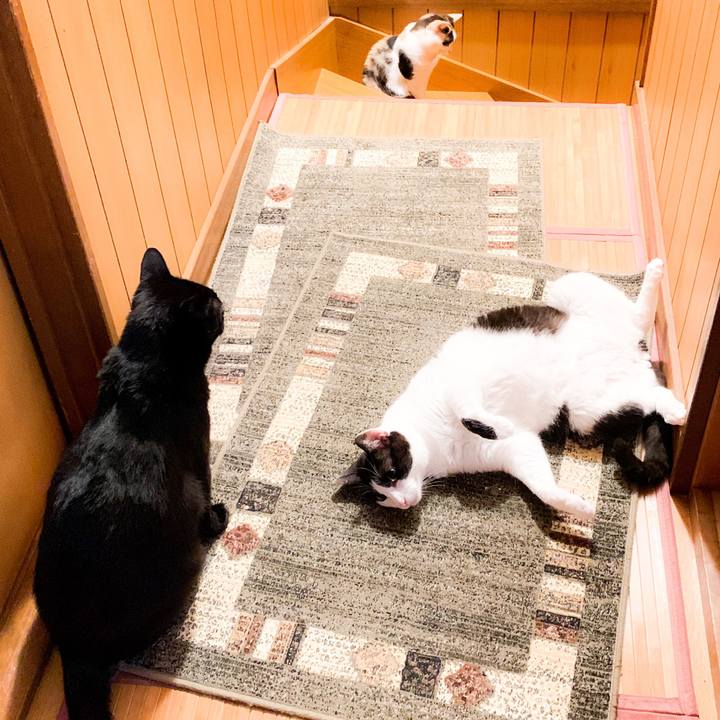 A5e148bf a584 4a33 8485 238f25feb39a 1565744970099