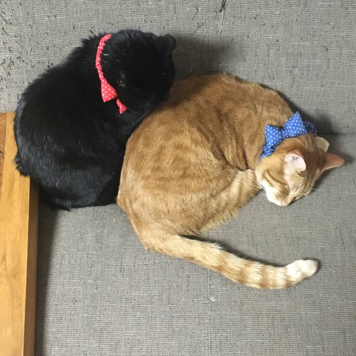 A5e2cf42 c699 4ad3 9e2c f65d64367baf 1544535561156