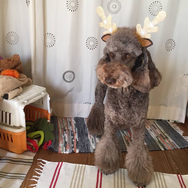 A5e43e9b 471b 404b b0f8 38df29a66ce1 1513834323236