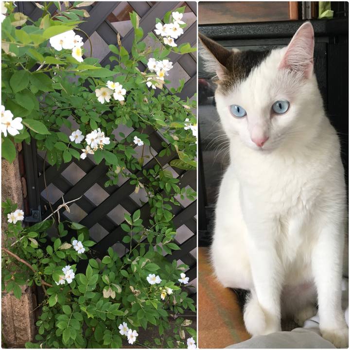 A5ec4f91 b486 45f7 9196 1c04f51d9b70 1525242658266