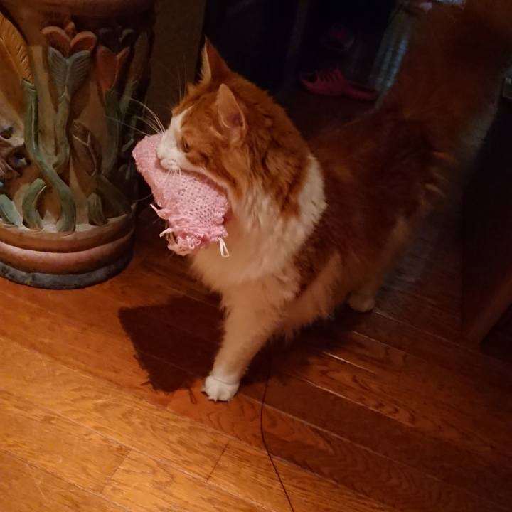 A5ed4b2b ded9 4e55 96eb ec9e8666c3d7 1532093799310