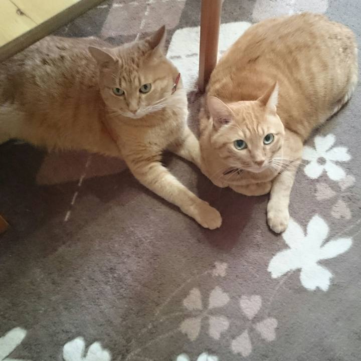 A5f04c5e afc7 4da2 bd92 9a9e843f542e 1511584626520