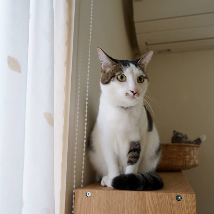 A5f086a5 e392 4150 86f9 33bf80b5f256 1543846567729