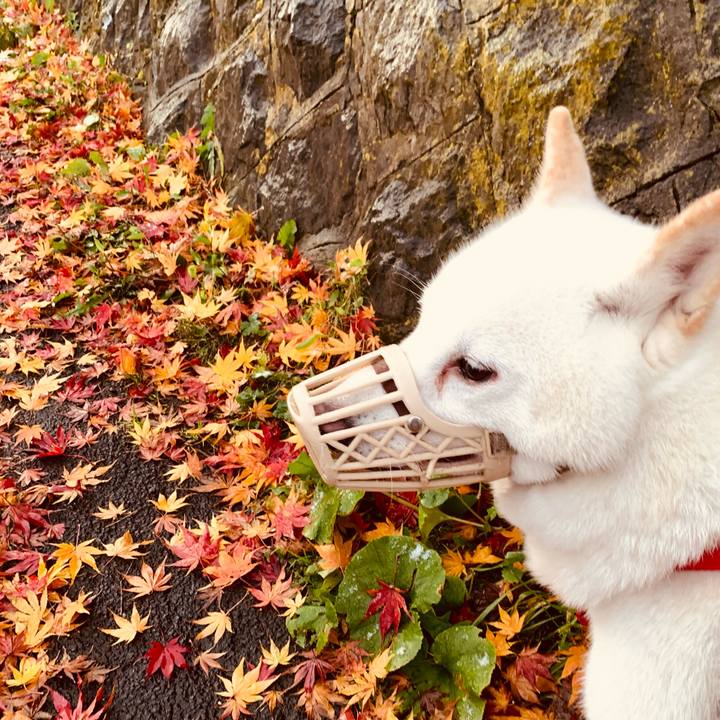 A5f261f3 e1c8 436c 9969 ec3c49625786 1604612748285