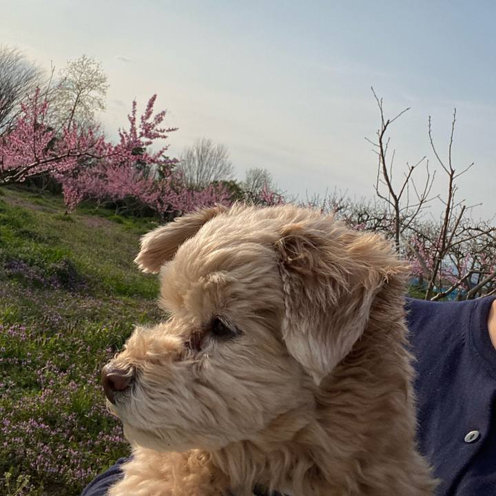 A5f44de5 099c 41f7 b7de 12314f99e9fe 1585912705063