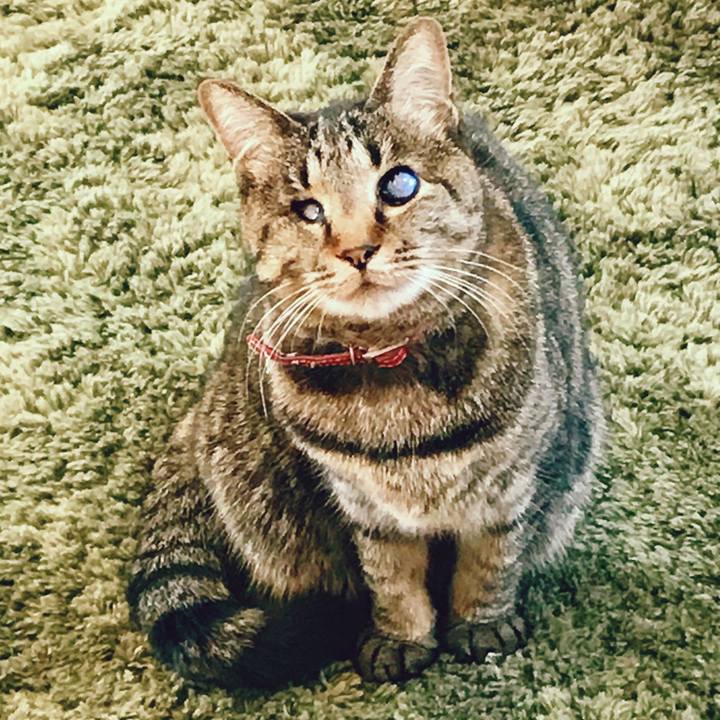 A5f4e8ee 3d3b 4090 ad58 b06c2b61729c 1521687192413