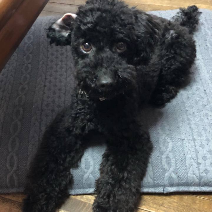 A5f5ce2c 30db 442d 9d69 6ed8808bcbd0 1525646203102