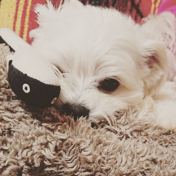 A5f69dea cca8 46da 8c94 135adaca8345 1548937266260