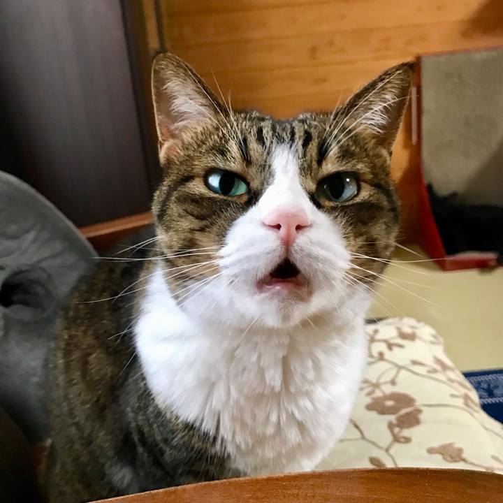 A5f83ab1 83da 408c 9085 547860cd6894 1533374692366