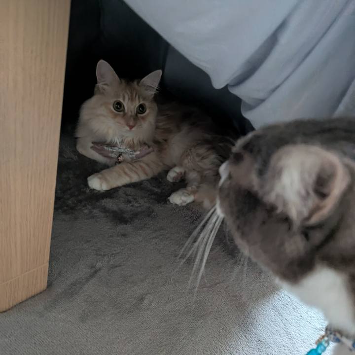 A5f9deaa 6cdb 4134 9d24 b53c69024082 1735172329634