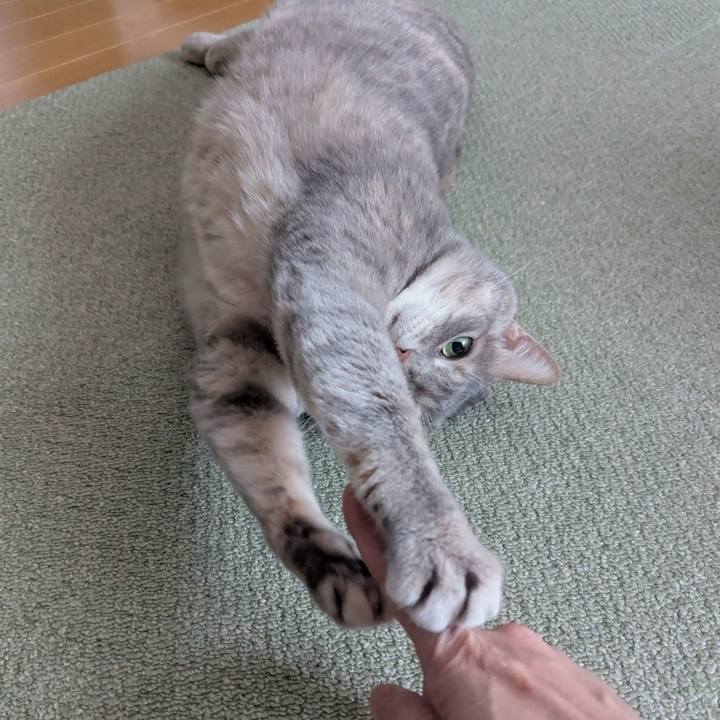 A5fc21f3 12e7 4189 9231 d7aa7fbe334c 1770466418673