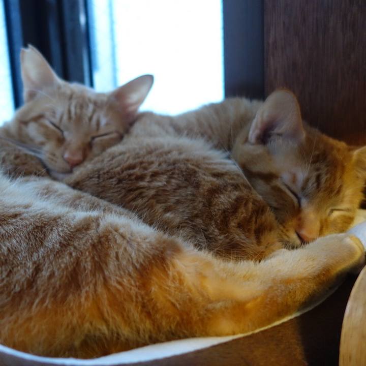 A5ff7478 cbd2 4d09 a88b 2494ee2758c0 1586855426516