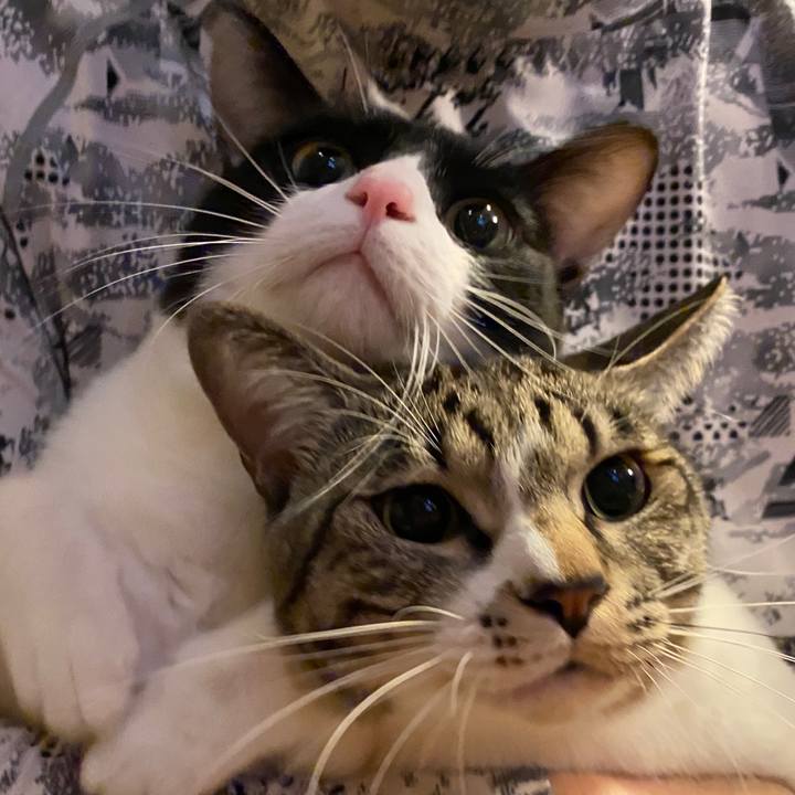 A6001a99 fcdc 4036 90eb b80fb9e067d5 1697209231476