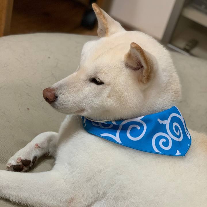 A601f732 b4fd 4bc3 b530 a62633fe1d42 1574418356045