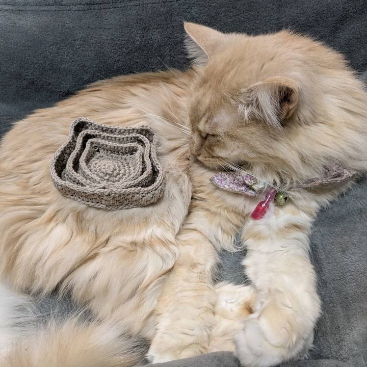 A602558d b511 43b5 b763 ecc68fdd5950 1770393479419