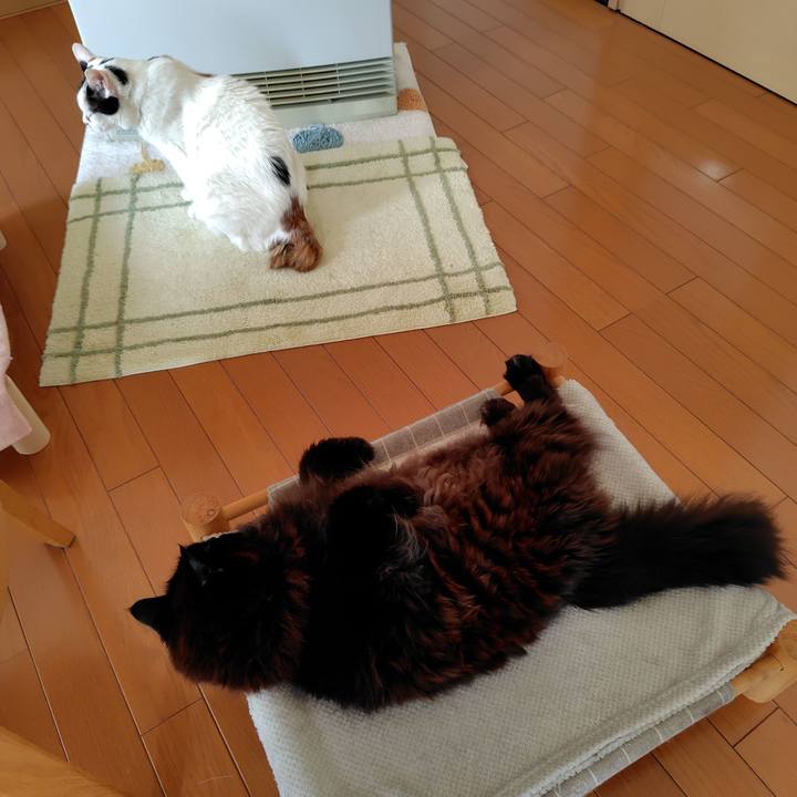 A6036163 2309 431e 9b4f ec78c94dffff 1743376156591