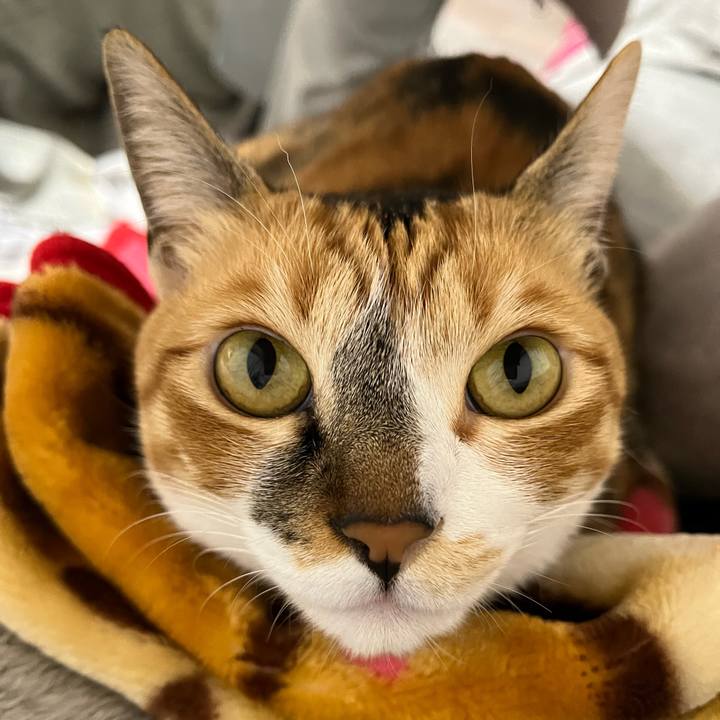 A6041e1d c27f 4e2e b51d ea803ff99abe 1742036639557