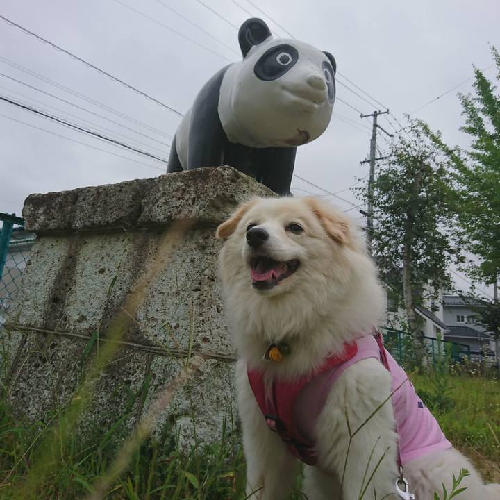 A605b037 8b6a 4274 b103 98ee8c077cbd 1534800739290