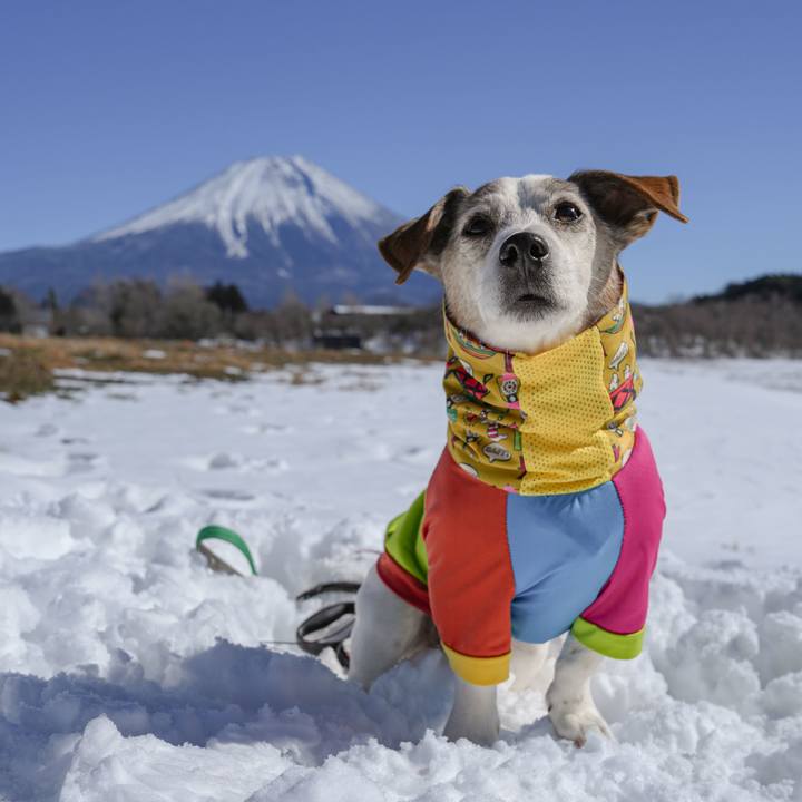 A605ea2b c67d 40cb bf97 a9a0e4724ef6 1770638618388