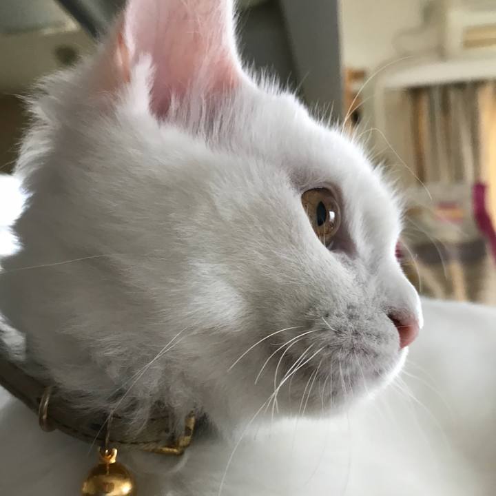 A60625be 7430 47d3 bae7 33638cbb2c44 1510878883951