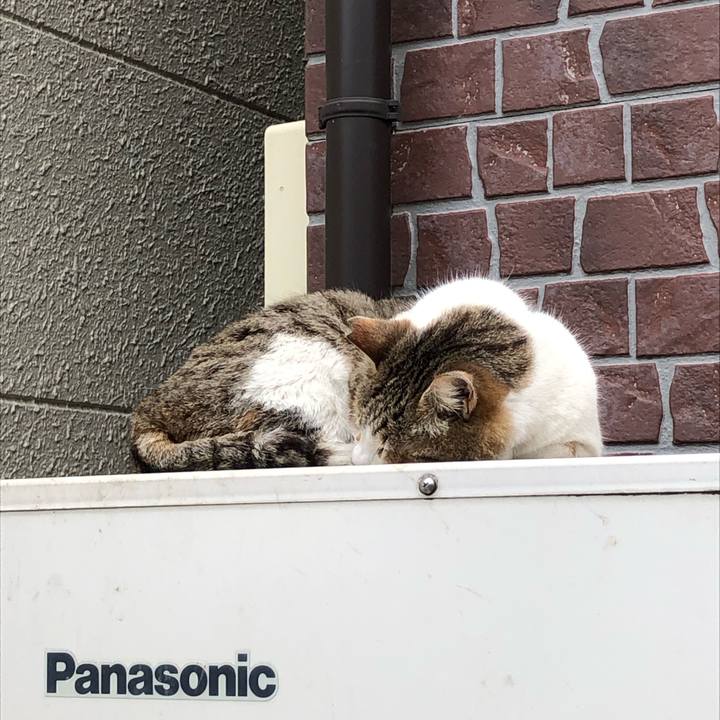 A606c720 cf74 4f25 85b8 93e3eb0b0934 1554118663750