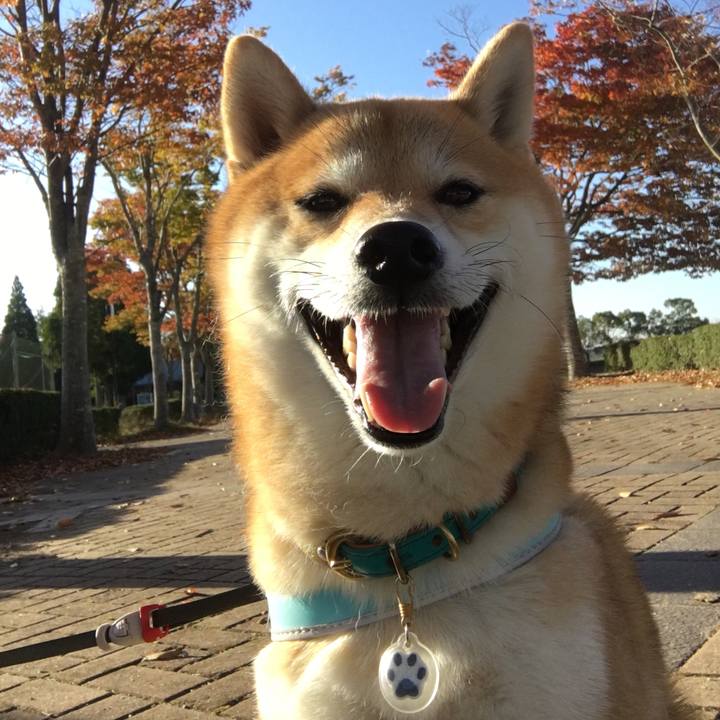 A608863d 294c 4726 90fe cdb33b67a68b 1541473486865