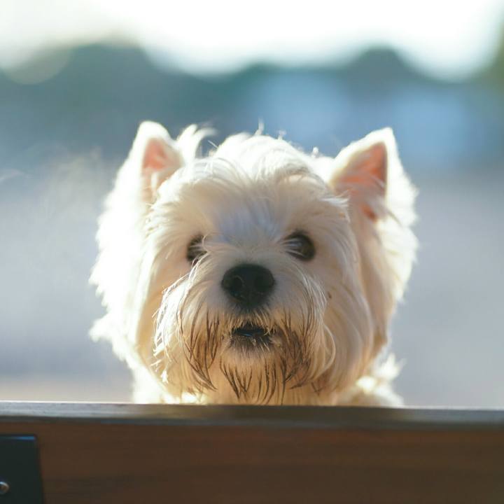 A6090b0d c54c 45ba b08c f444d1324e28 1518152332794