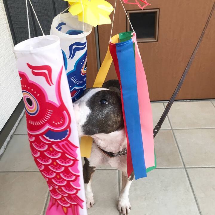 A60c8f43 e2ea 4ed2 8de8 90dacfce2ea8 1523609460625