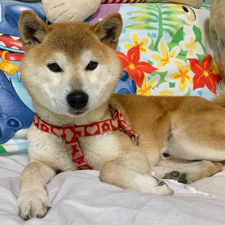 A60e4f8a 4126 4ea8 b690 35e5f7a675bb 1619518950452