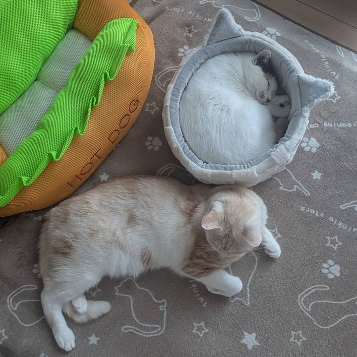 A60fbe58 ac86 4835 a865 1f329b81df1b 1762422021334