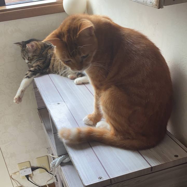 A610e62a 0c4c 4fcb a18b 6114f698e9d4 1596844246179