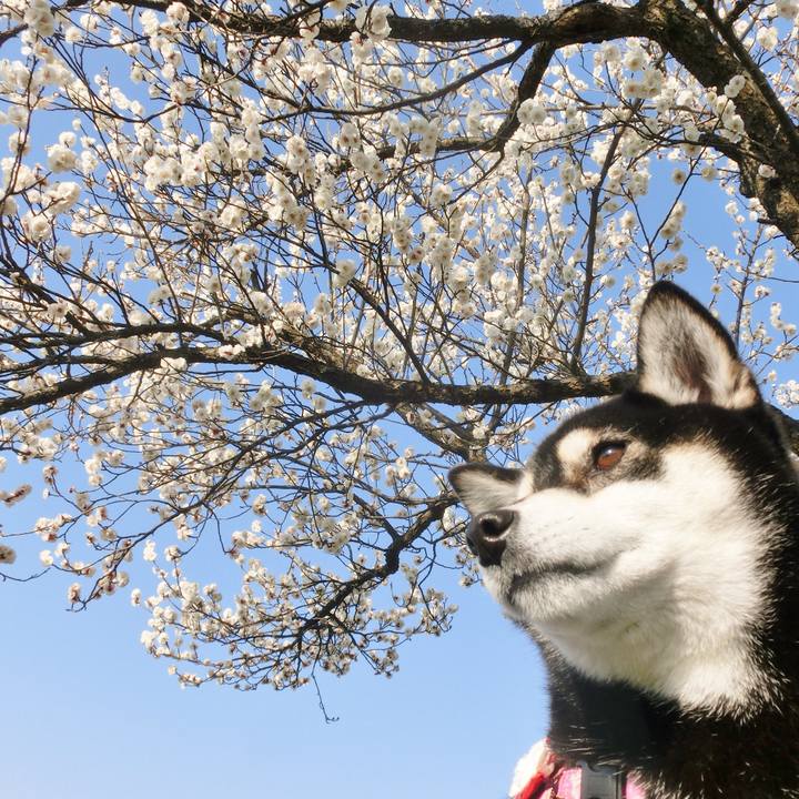 A61438e6 3fd8 4947 9937 10dd4bae8af6 1522195760130