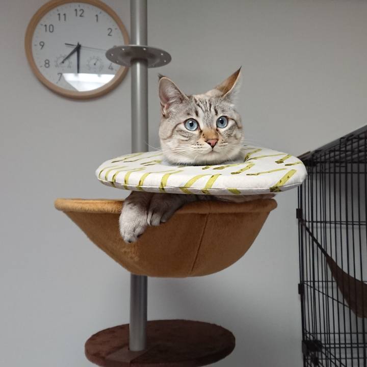 A61638dc bd56 4ea1 8771 2c558922ae88 1515450660517