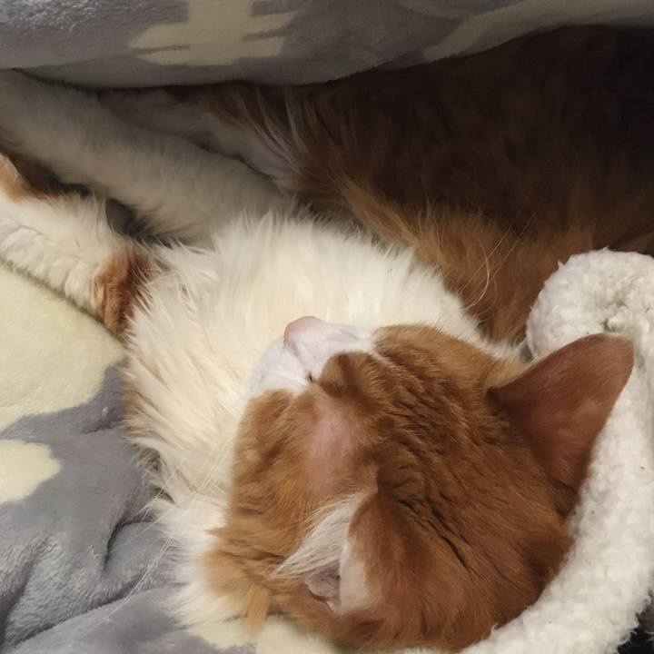 A619289f 87fc 481e a46a a54f9473ed55 1575303132161