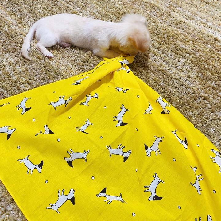 A61b3efd 86e2 4711 8921 35dee96f3d92 1591610866299