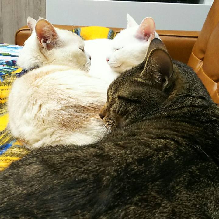 A61b4327 0a83 4c46 b4cc 4552e1e702e7 1522938478556