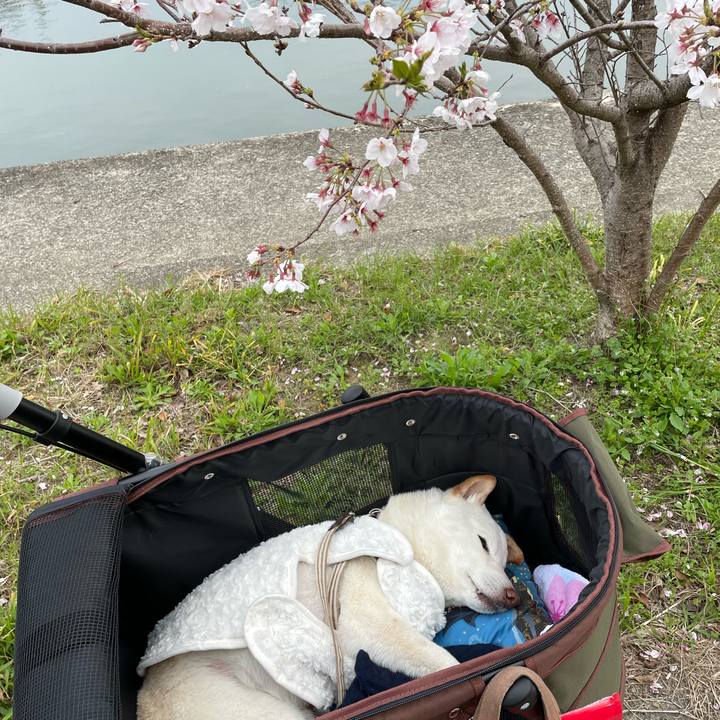 A61bbef0 e361 4dec 9503 e7d9827a6c67 1648901465848