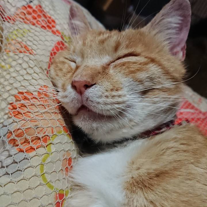 A61d5322 58d9 404c 8e1b d57f8d570e04 1560603848147