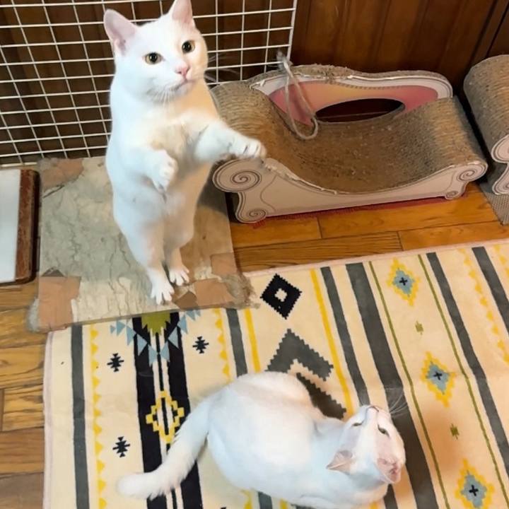 A61ef170 206c 4cd9 8234 4fb77a4aab79 1735690141438