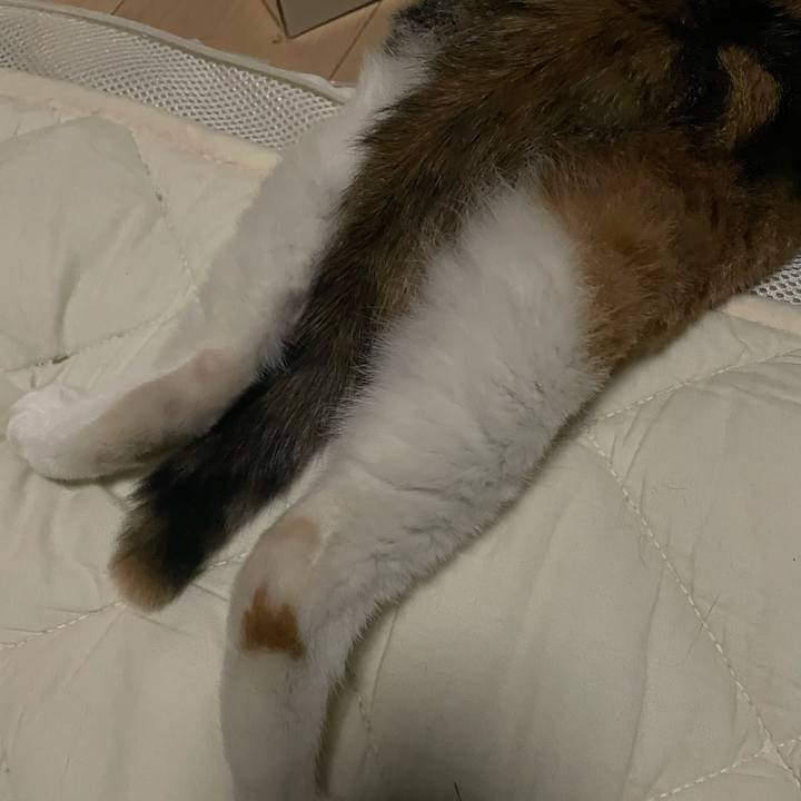 A624483c 6377 4049 9a44 8909eda1a92c 1620572661903