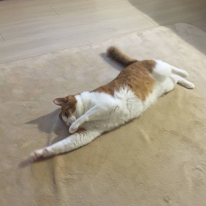 A624a6b7 0061 4080 91a7 9107a48530df 1586216184327