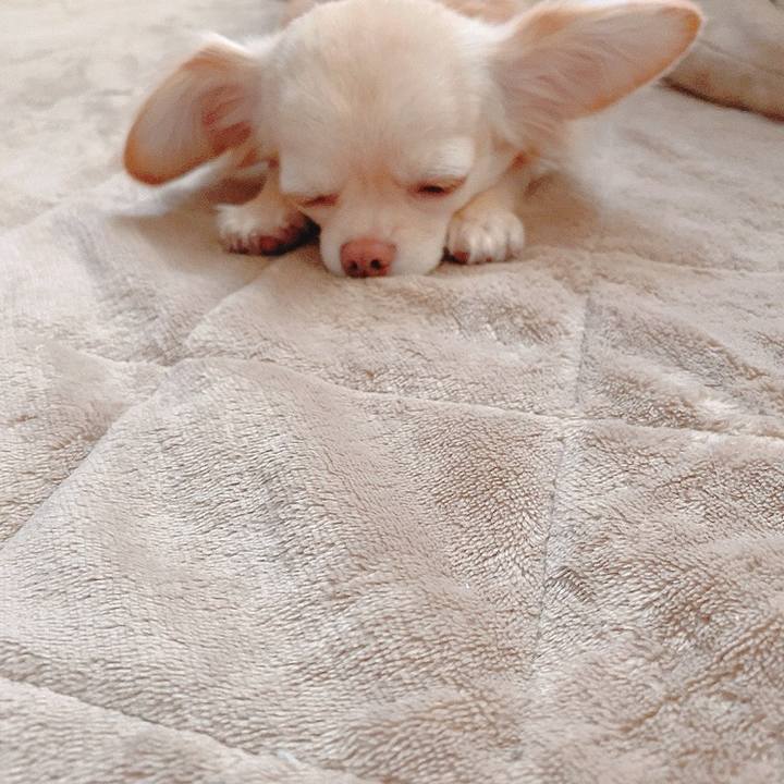 A627ea43 2384 4f80 aeb9 c581552e44da 1618987797749