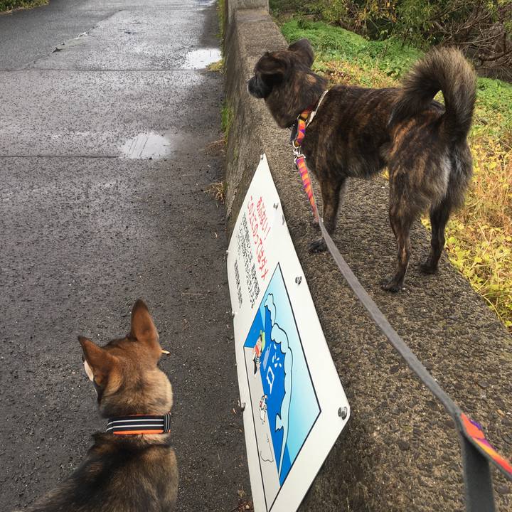 A62838e8 a344 44fb ab66 9a56d969a57c 1511678241677