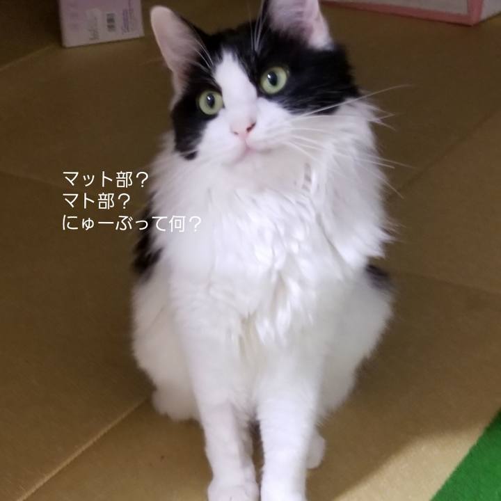 A6290b95 f0b6 4d74 be20 aec8b99a40b4 1540430906790